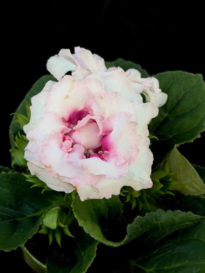 Sinningia Sonata (rosa) i gruppen Växter / Krukväxter / Blommande växter hos Åsby Hem & Trädgård (195851)