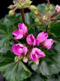 Pelargonium Prinsessan Linea