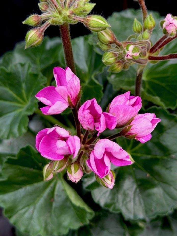 Pelargonium Prinsessan Linea i gruppen Växter / Krukväxter / Pelargoner hos Åsby Hem & Trädgård (195903)