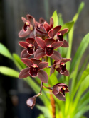 Cymbidium Cali Night