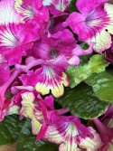 Streptocarpus cerise/gul - Kornettblomma