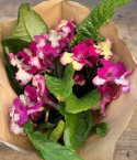 Streptocarpus cerise/gul - Kornettblomma