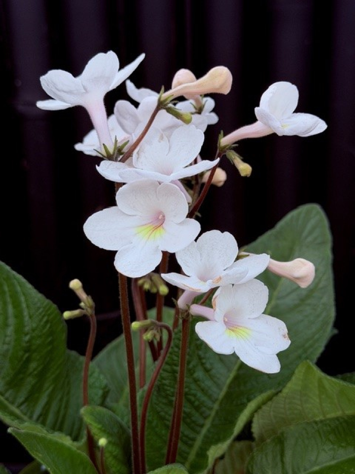 Streptocarpus vit/gul i gruppen Växter / Krukväxter / Blommande växter hos Åsby Hem & Trädgård (196195)