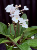Streptocarpus vit/gul