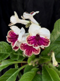 Streptocarpus vit/vinröd