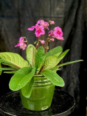 Streptocarpus rosa