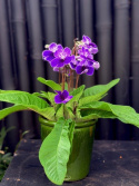 Streptocarpus violett/vit