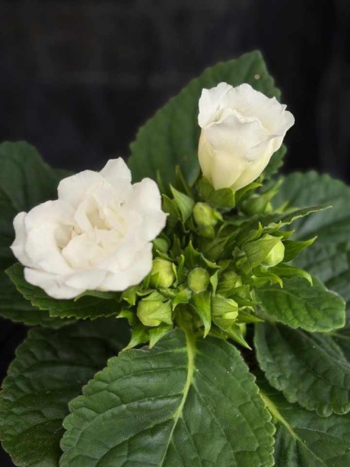 Sinningia Sonata (vit) i gruppen Växter / Krukväxter / Blommande växter hos Åsby Hem & Trädgård (196205)