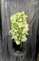 Epipremnum aureum \'Manjula\' - Gullranka