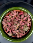 Fittonia Pink Forest Flame