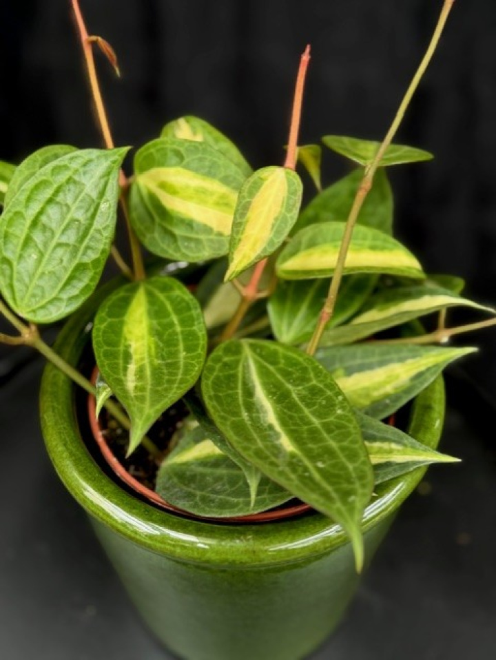 Hoya latifolia Pot of Gold i gruppen Växter / Krukväxter / Gröna växter/bladväxter hos Åsby Hem & Trädgård (196233)