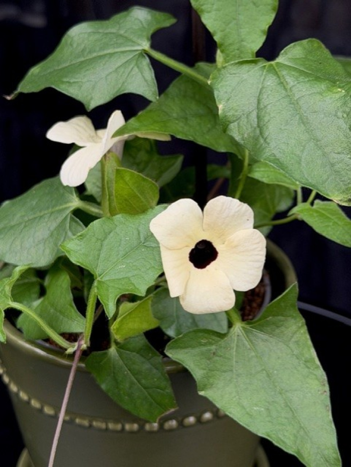 Thunbergia alata (vit) - Svartöga i gruppen Växter / Säsongsväxter / Sommarblommor hos Åsby Hem & Trädgård (196236)