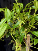 Trachelospermum jasminoides - Stjärnjasmin