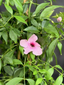 Pandorea jasminoides - Jasmin-pandorea
