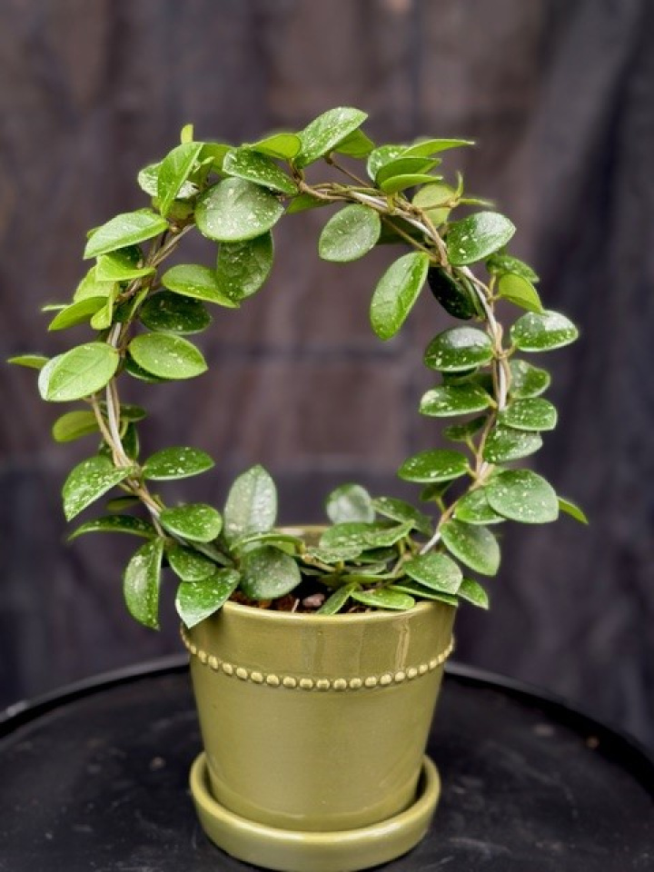 Hoya \'Mathilde\' - Porslinsblomma i gruppen Växter / Krukväxter / Gröna växter/bladväxter hos Åsby Hem & Trädgård (196270)