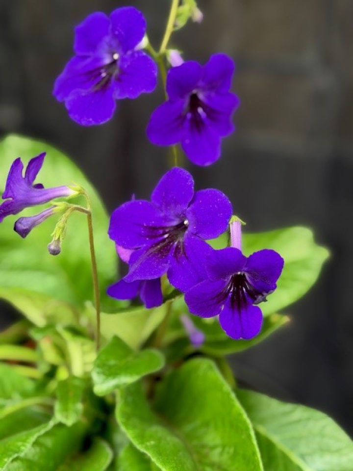 Streptocarpus mörk violett - Kornettblomma i gruppen Växter / Krukväxter / Blommande växter hos Åsby Hem & Trädgård (196295)