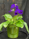 Streptocarpus mörk violett - Kornettblomma