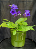 Streptocarpus violett m. mörk mitt - Kornettblomma