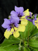Streptocarpus violett/gul - Kornettblomma