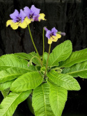 Streptocarpus violett/gul - Kornettblomma