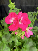 Pelargonium Calliope L. Hot Pink - Kärlekspelargon