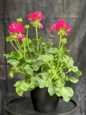 Pelargonium Calliope L. Hot Pink - Kärlekspelargon