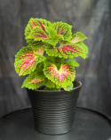 Coleus \'Space Cake\' - Palettblad