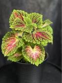 Coleus \'Space Cake\' - Palettblad