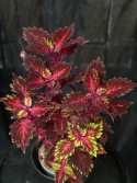 Coleus \'Royalty\' - Palettblad