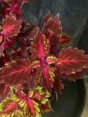 Coleus \'Royalty\' - Palettblad