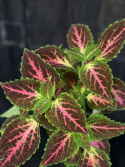 Coleus \'Pink Diamond\' - Palettblad