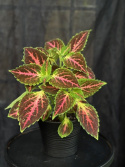 Coleus \'Pink Diamond\' - Palettblad