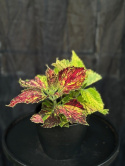 Coleus Multicolor - Palettblad