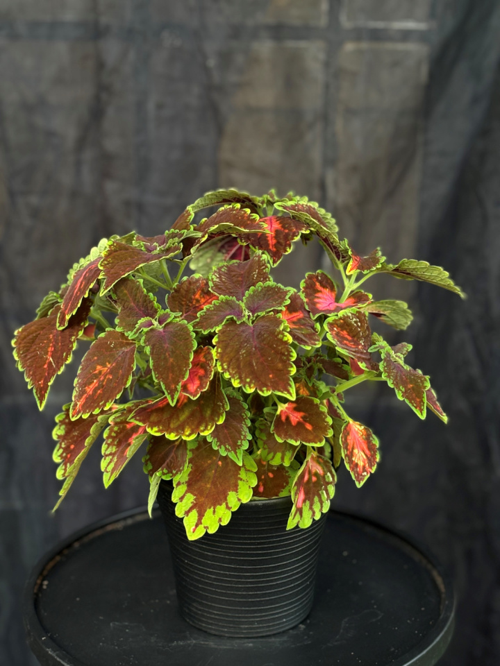 Coleus \'Magnificent Mile\' - Palettblad i gruppen Växter / Krukväxter / Gröna växter/bladväxter hos Åsby Hem & Trädgård (196362)