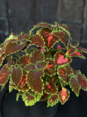 Coleus \'Magnificent Mile\' - Palettblad