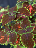 Coleus \'Magnificent Mile\' - Palettblad