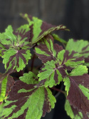 Coleus \'Green Lolite\' - Palettblad