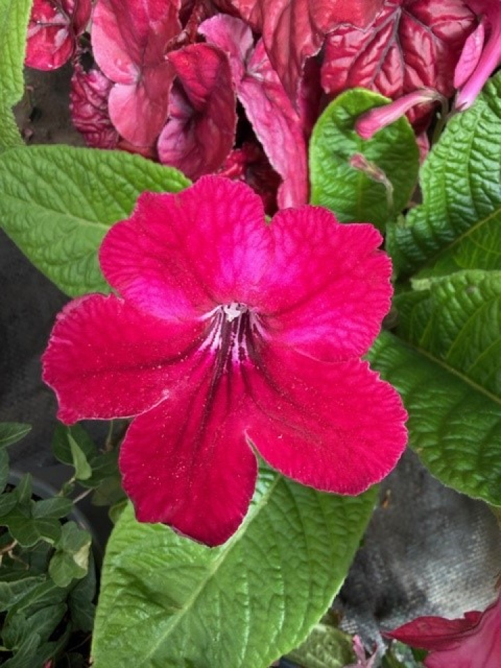 Streptocarpus vinröd - Kornettblomma i gruppen Växter / Krukväxter / Blommande växter hos Åsby Hem & Trädgård (196401)