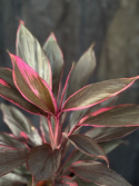 Cordyline fruticosa \'Rumba\' - Bloddracaena