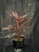 Cordyline fruticosa \'Rumba\' - Bloddracaena