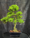 Bonsai Ilex crenata