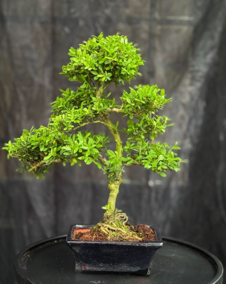 Bonsai Ilex crenata i gruppen Växter / Krukväxter / Bonsai hos Åsby Hem & Trädgård (196406)