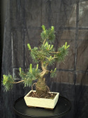 Bonsai Pinus sylvestris