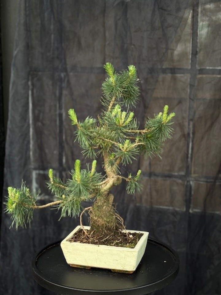 Bonsai Pinus sylvestris i gruppen Växter / Krukväxter / Bonsai hos Åsby Hem & Trädgård (196407)