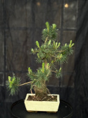 Bonsai Pinus sylvestris