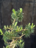 Bonsai Pinus sylvestris
