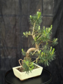 Bonsai Pinus sylvestris
