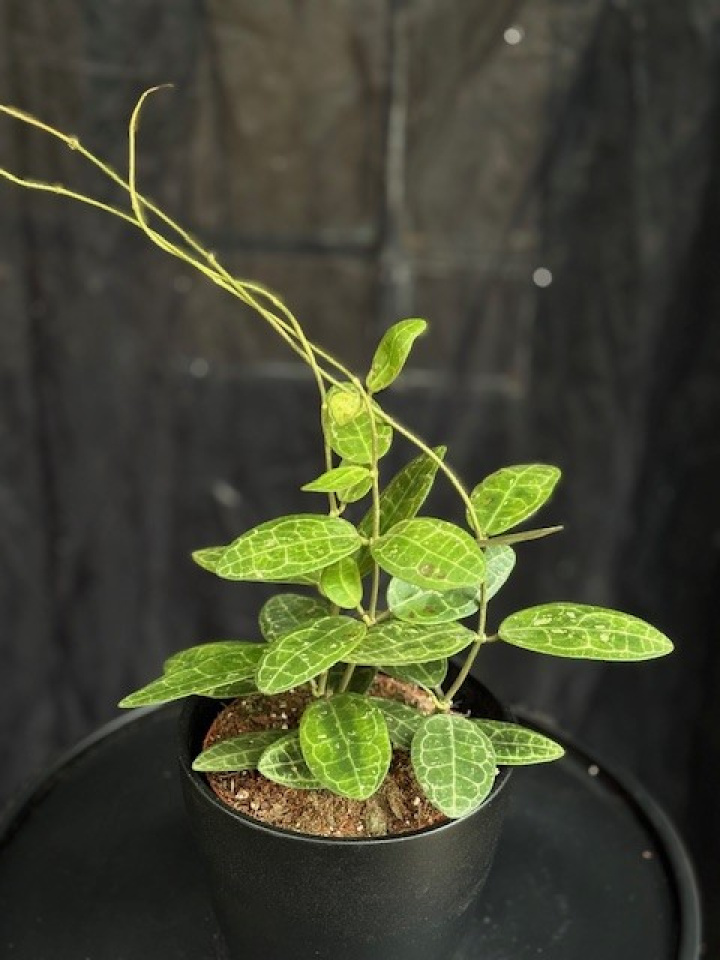 Hoya elliptica - Porslinsblomma i gruppen Växter / Krukväxter / Gröna växter/bladväxter hos Åsby Hem & Trädgård (196521)