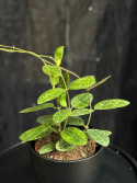 Hoya elliptica - Porslinsblomma