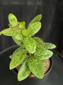 Hoya elliptica - Porslinsblomma